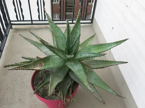Plante d'intérieur cactus (lot de 3)