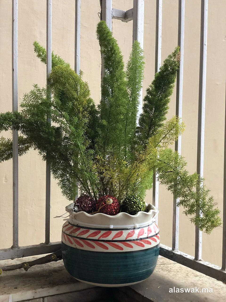 Plante d'intérieur cactus (lot de 3)