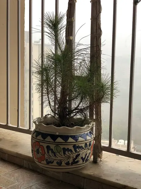Plante d'intérieur monstera