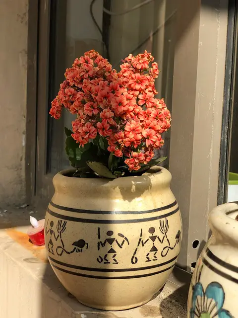 Plante d'intérieur monstera