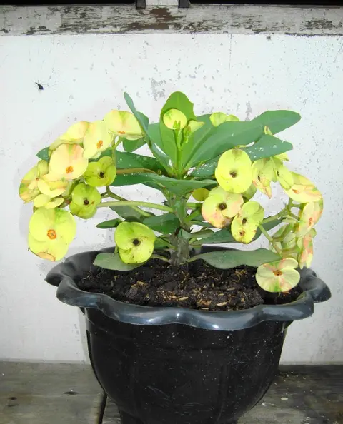 Plante d'intérieur ficus 1,2 m