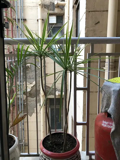 Plante d'intérieur ficus 1,2 m