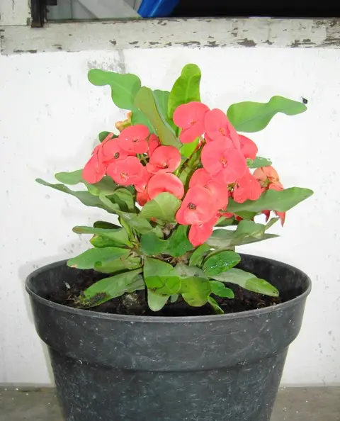 Plante d'intérieur ficus 1,2 m